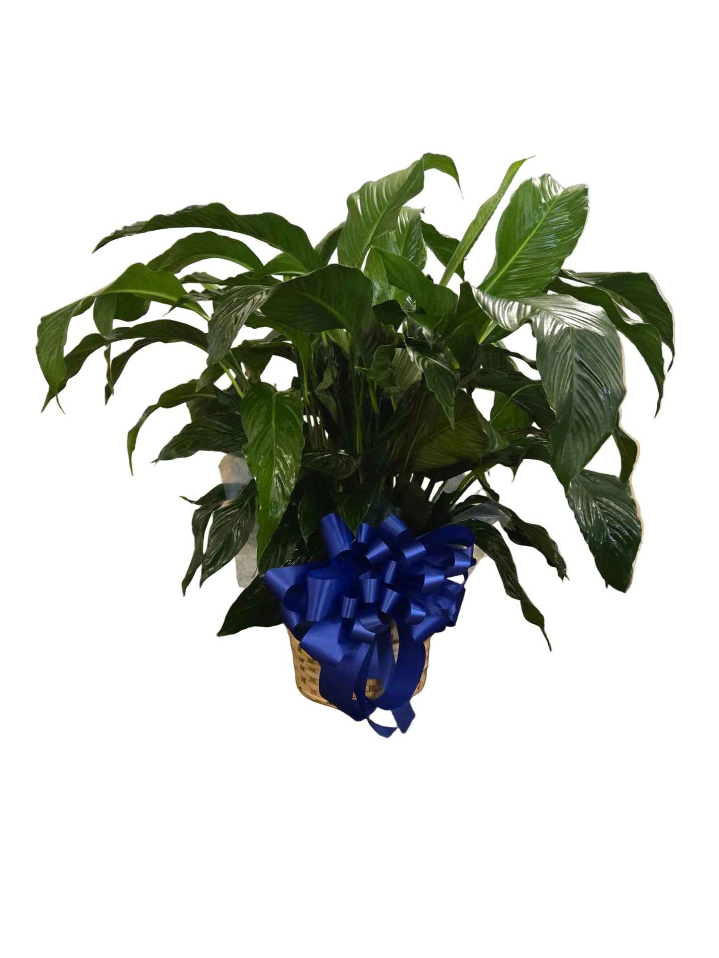Peace Lily Sympathy Plant (Basket with Ribbon)