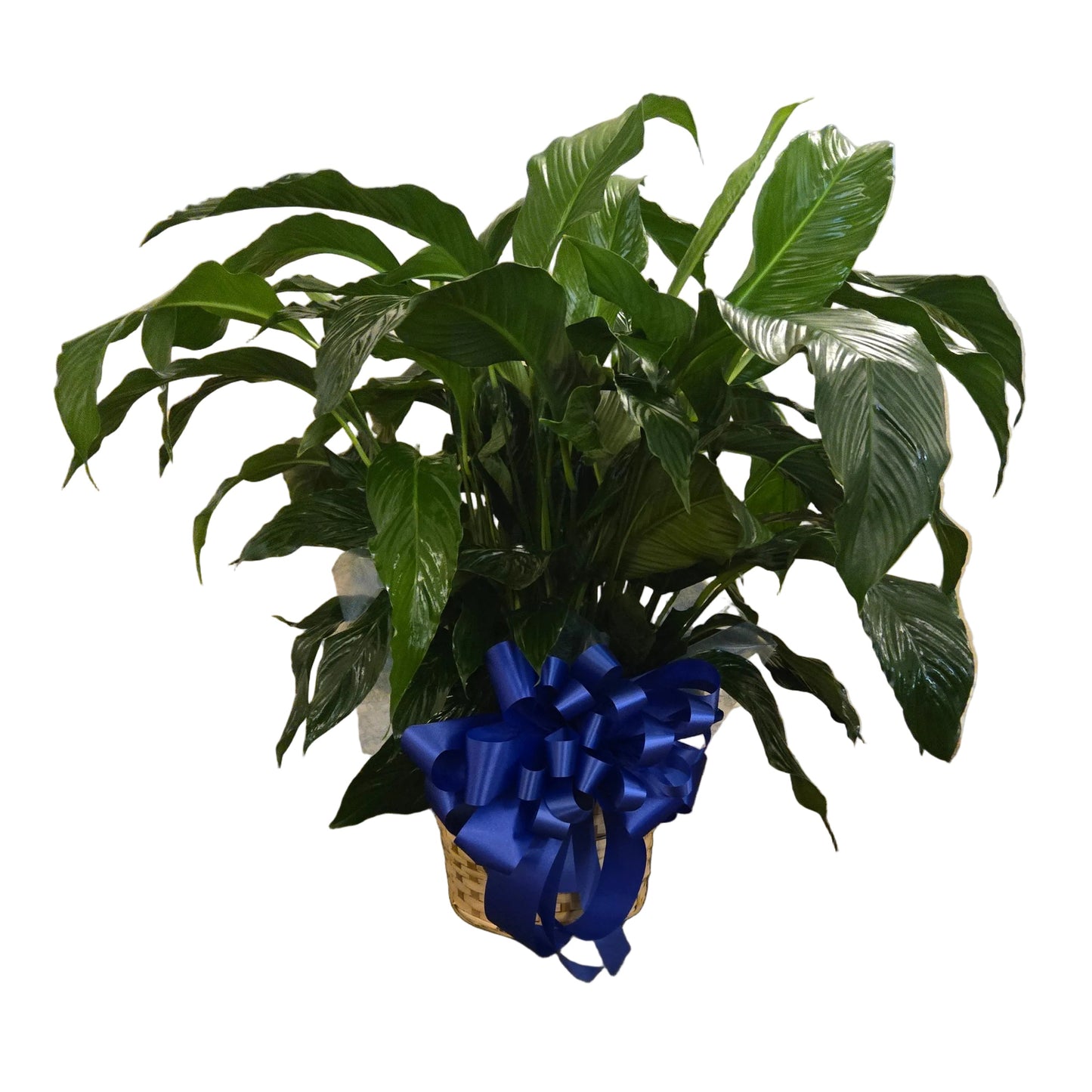 peace lily sympathy plant in basket for Houston sympathy flower delivery