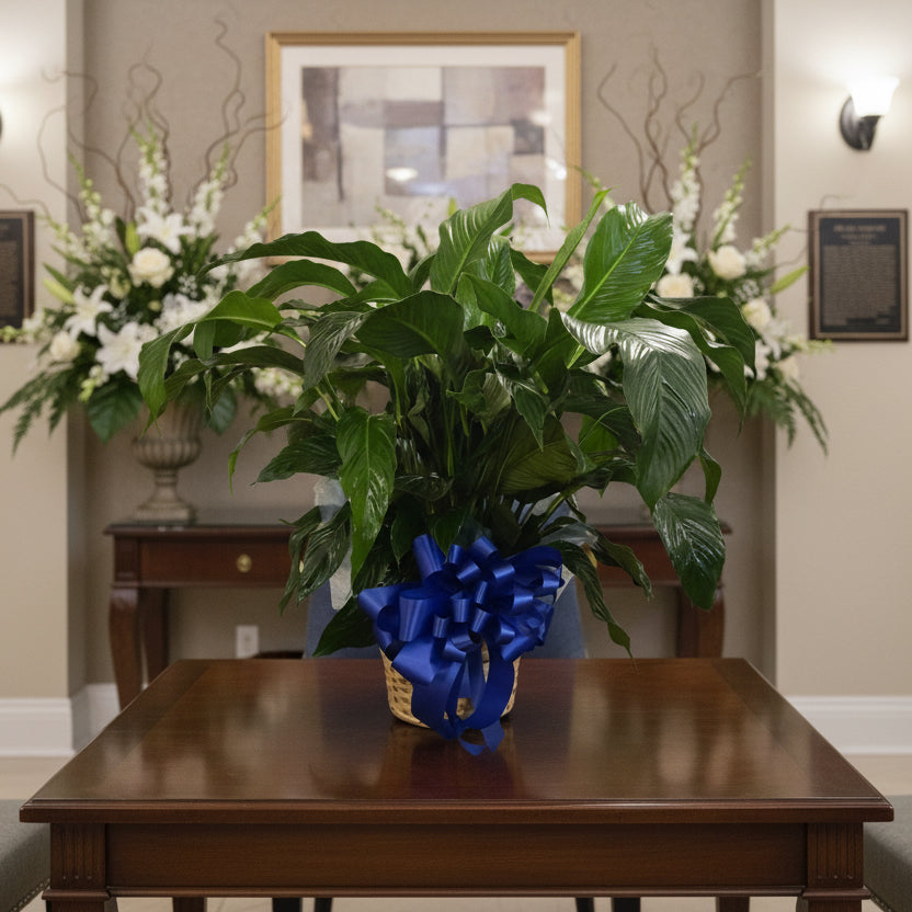 peace lily sympathy plant in basket for Houston sympathy flower delivery - 02